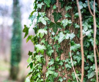 English Ivy Growing on Tree Bark