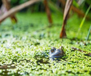 Frog in wildlife pond