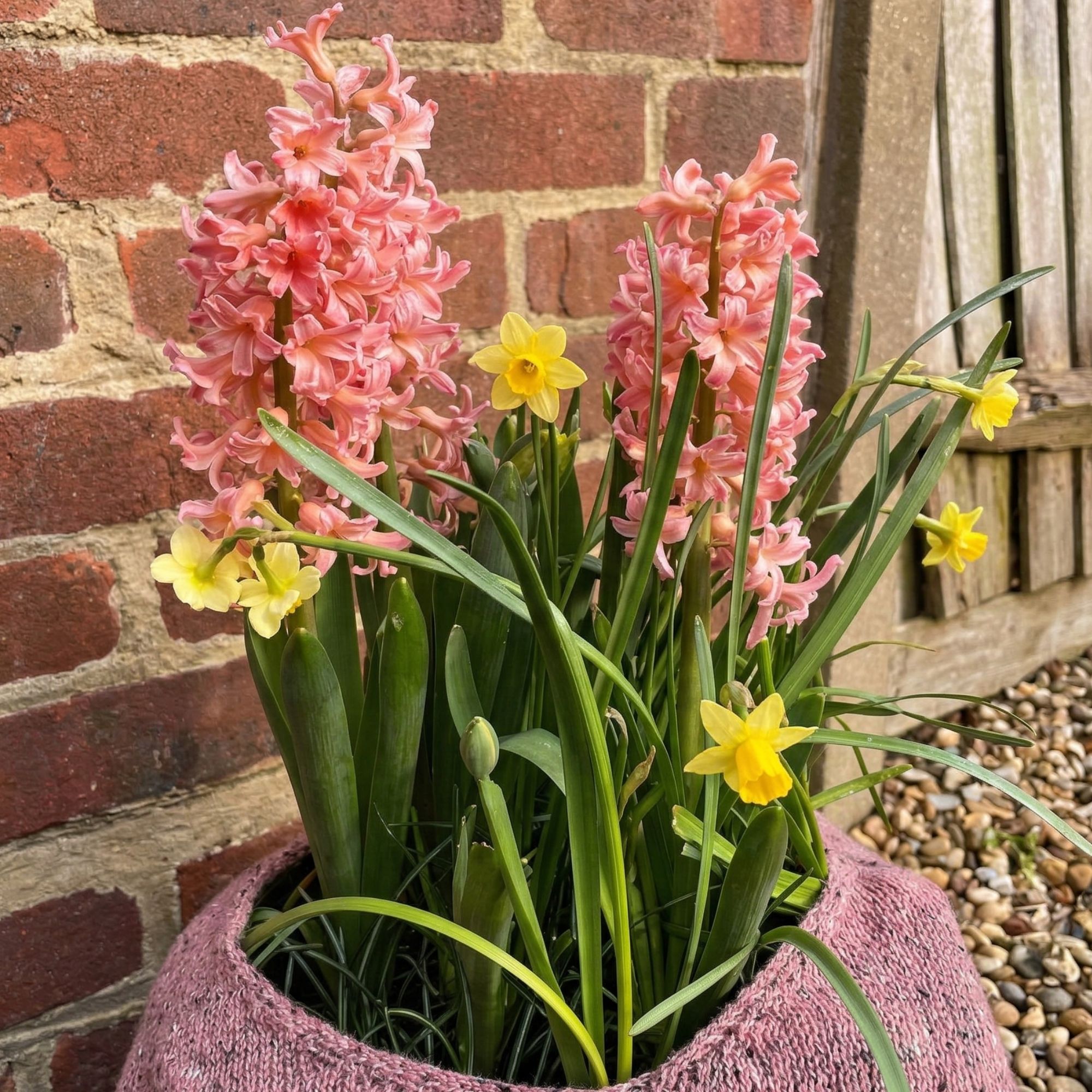 Potted hyacinth and daffodil arrangement next to a brick wall
