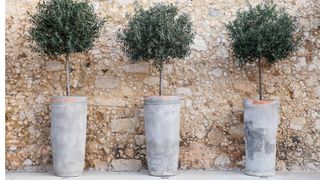 Olive trees in pots