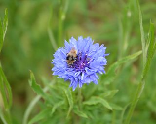 Close up photo pf a blue cornflower with a hoverfly