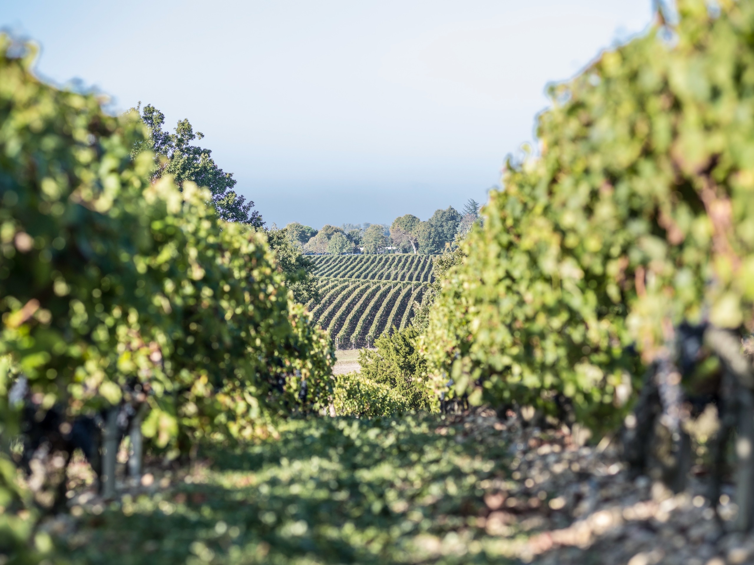 vineyard at Ch&amp;acirc;teau Calon S&amp;eacute;gur