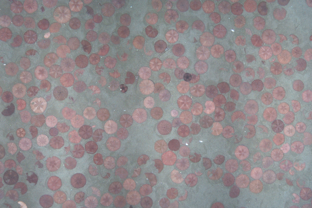 habcam, ocean habitat, marine life images