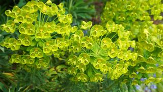 Bells of Ireland flowers