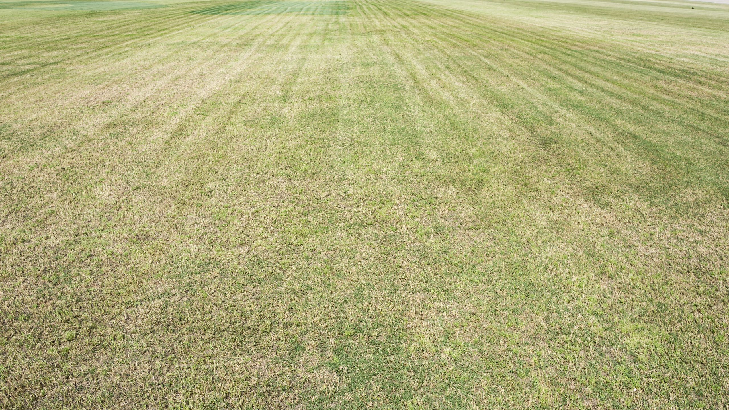 3 easy ways to stop your lawn turning brown during a heatwave