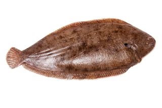 A stock photo of a Dover sole fish.