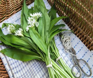 wild garlic, scissors, foraging basket