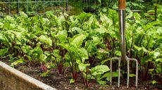 beet plants in raised bed and fork