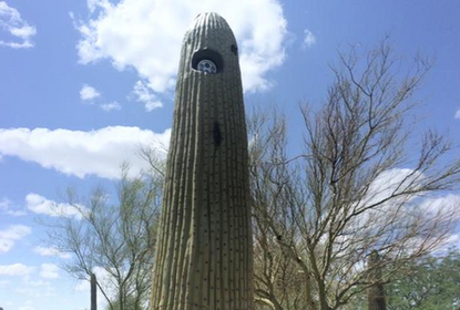 Arizona has installed fake cactus plants featuring surveillance cameras