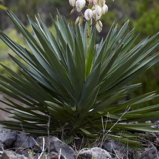 Yucca gloriosa - Hardy Green Yucca - Adams Needle