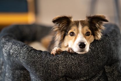 A dog rests its head & paws on the edge of its bed