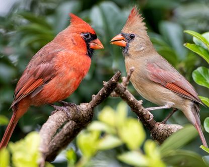 Male and female cardinal birds standing on branches