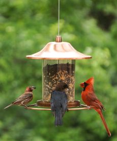 Birds eating at an ideal bird feeder