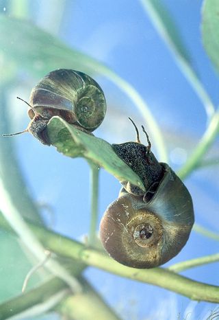 Ram's Horn Snails can be dangerous to catfish.