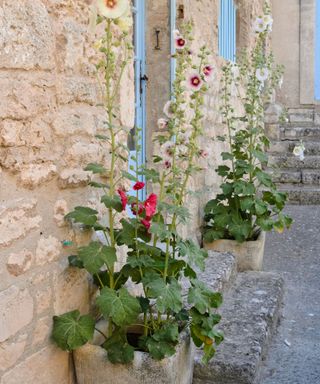 hollyhocks in pots against the wall of a garden