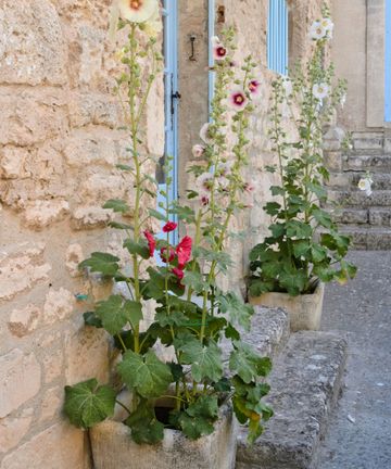 Crystal Trim Hollyhock