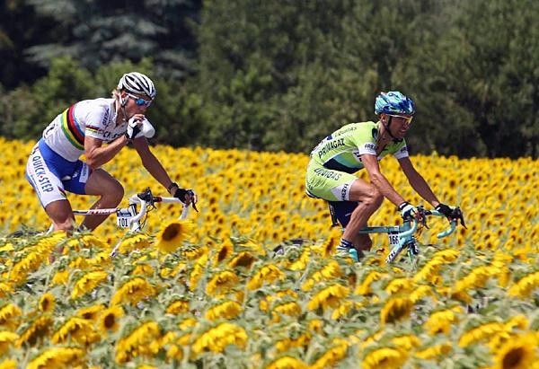 World champ Tom Boonen follows Garzelli through a field of sunflowers