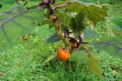 naranjilla fert