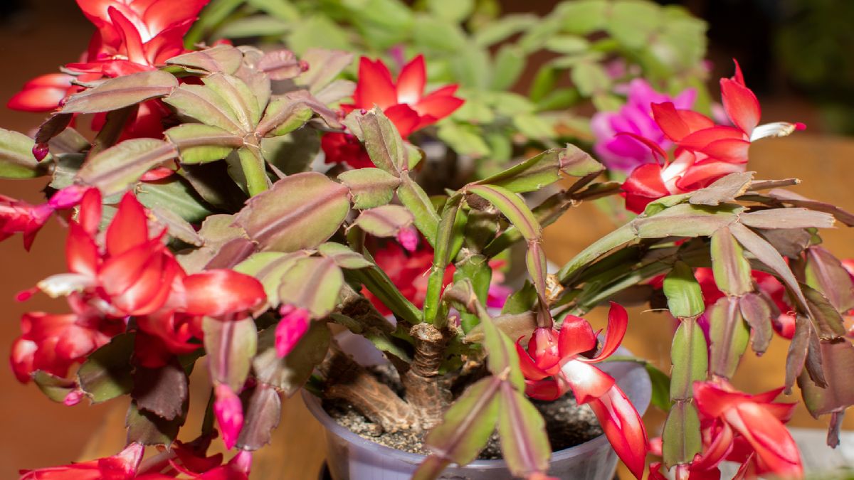 Why your Christmas cactus leaves are turning red  and how to bring back  the green | Tom's Guide