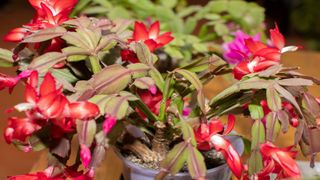 Christmas cactus turning red