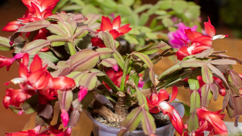 Christmas cactus turning red