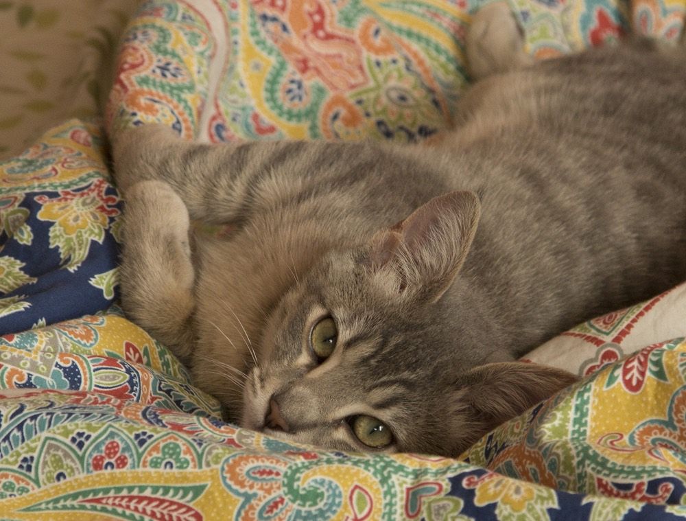 Cute cat in bed.