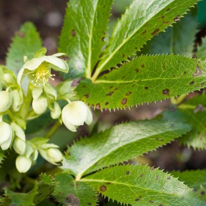 Hellebore black spot