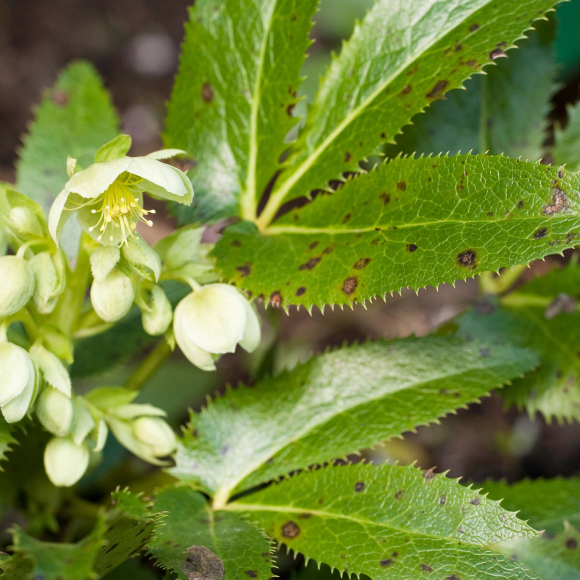 Hellebore black spot