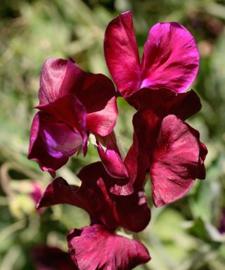 sweet pea 'Beaujolais'