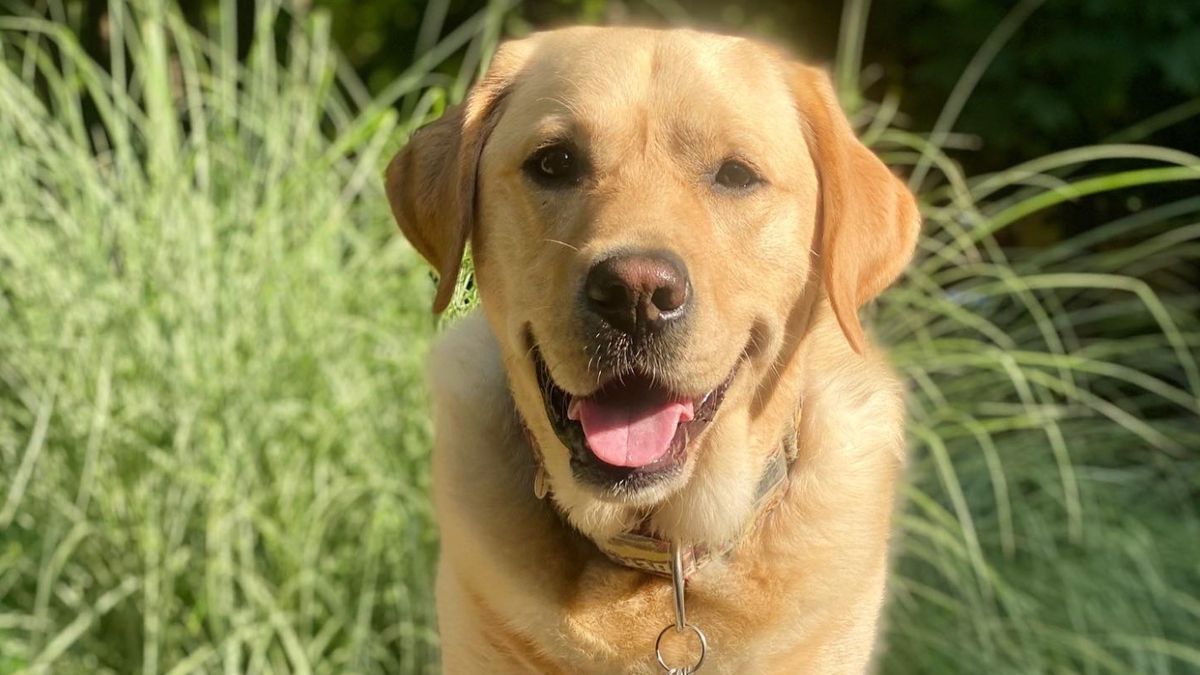 Magnus the therapy dog 