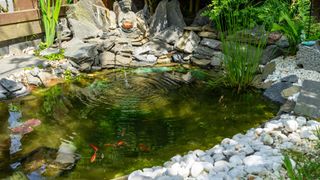 pond surrounded by rocks with fish in it