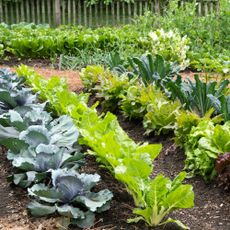 vegetable garden