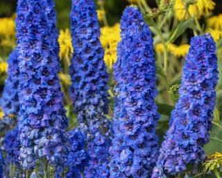 Blue delphiniums growing in garden