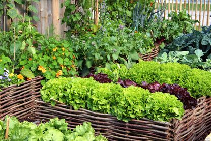 Small vegetable garden with raised beds