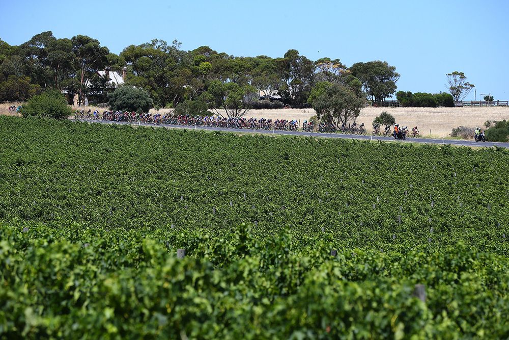 The Tour Down Under peloton passes through the vineyards