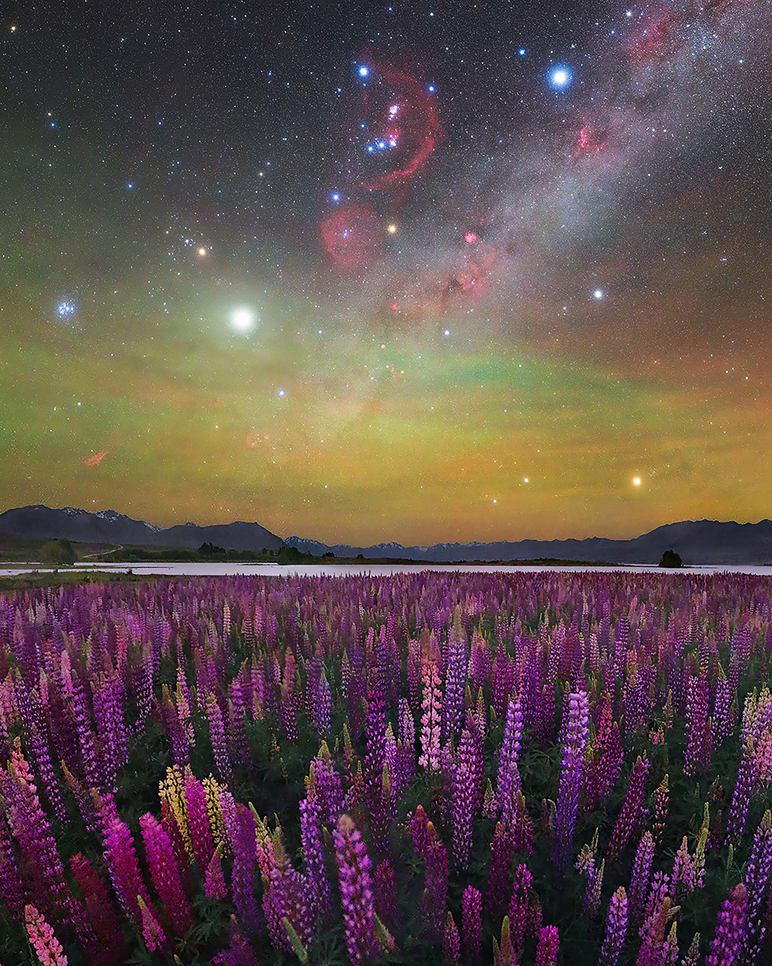 A vibrant field of purple lupins under a starry sky filled with galaxies and celestial bodies, creating a stunning cosmic landscape