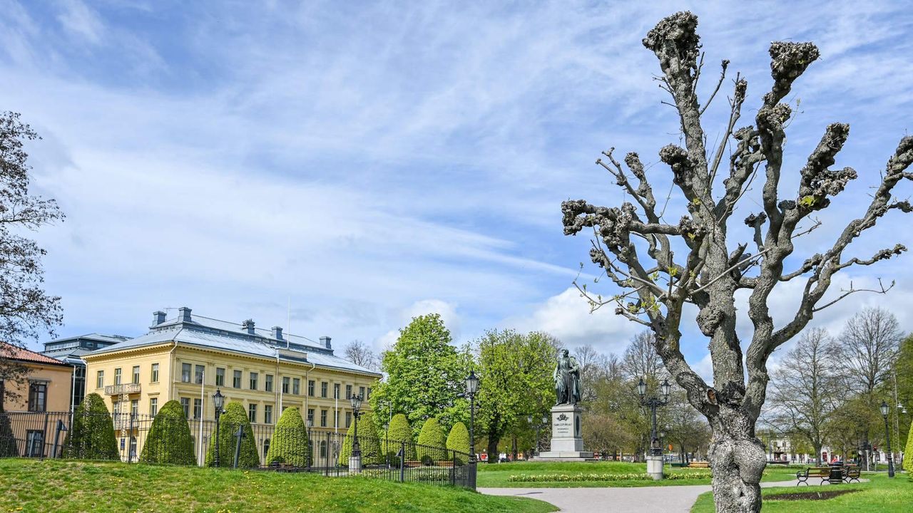 A large pollarded tree at Carl Johans park