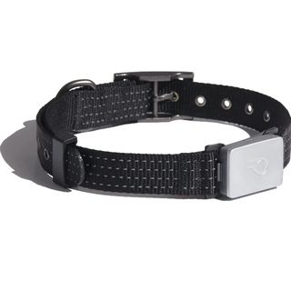 Whistle Switch smart collar