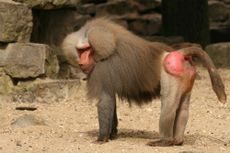 A baboon stands alert.