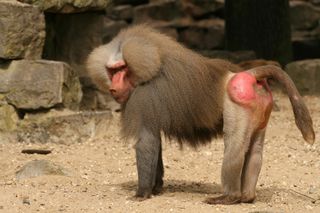 Image result for baboon