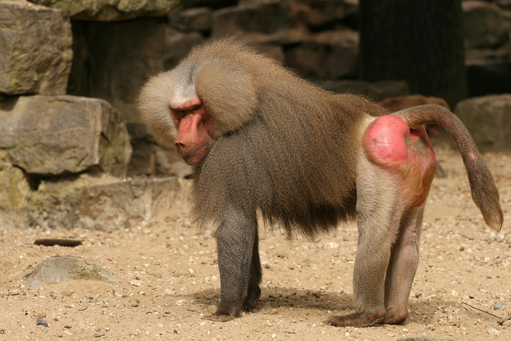 Macaco Do Cu Vermelho - LIBRAIN