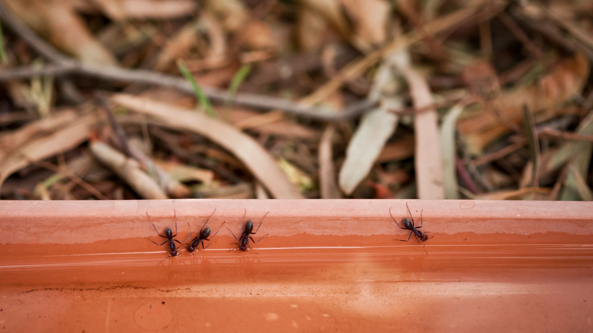 picture ants in garden on terracotta pot