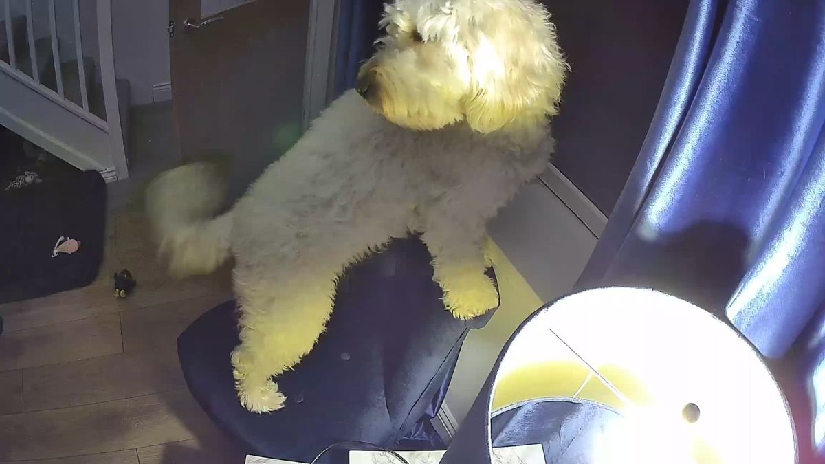 SpotCam Mibo pet camera review