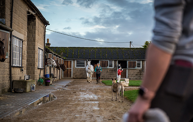 VWH stud groom Chantelle Avery watches a hunt horse trot up in the stable yard