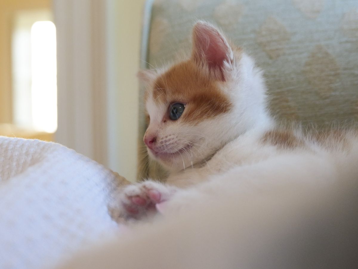 Sample image taken with the Panasonic Lumix L10; tiny cute kitten