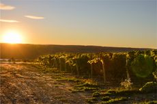 Finger Lakes red wines