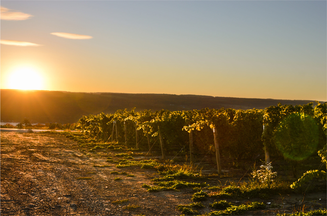 Finger Lakes red wines