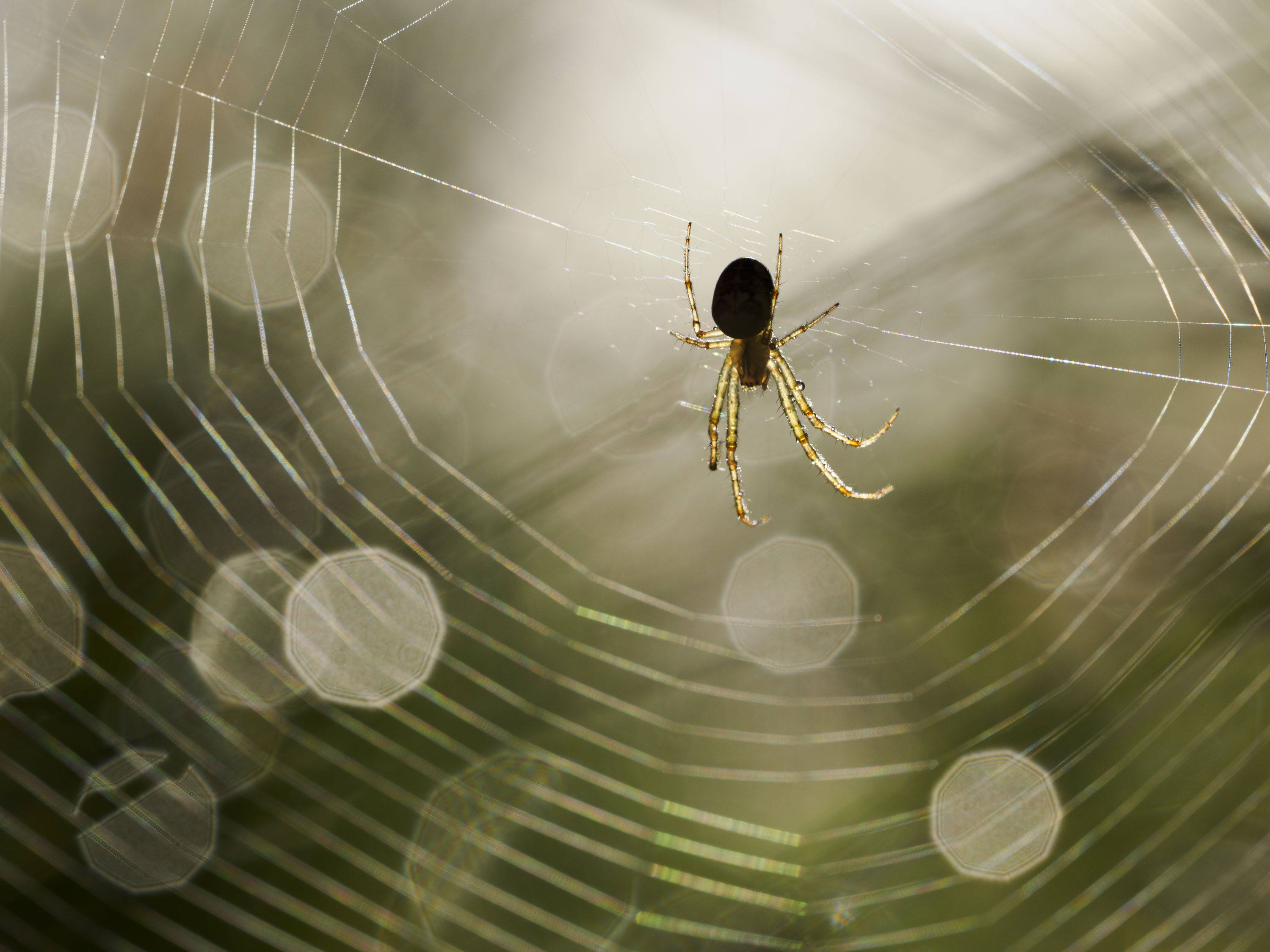OM System 50-200mm F2.8 sample gallery: close up of a spider in its web