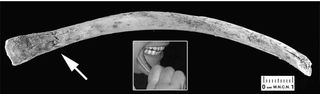 A rib fragment compressed and slightly bent at one end (white arrow) chewed by a European volunteer using the cheek teeth. The small inset shows one of the experimenters performing this action.
