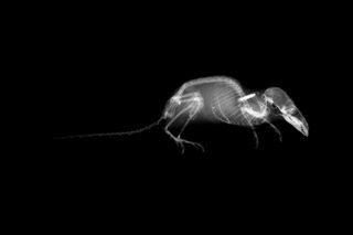 X-ray image of a common shrew.